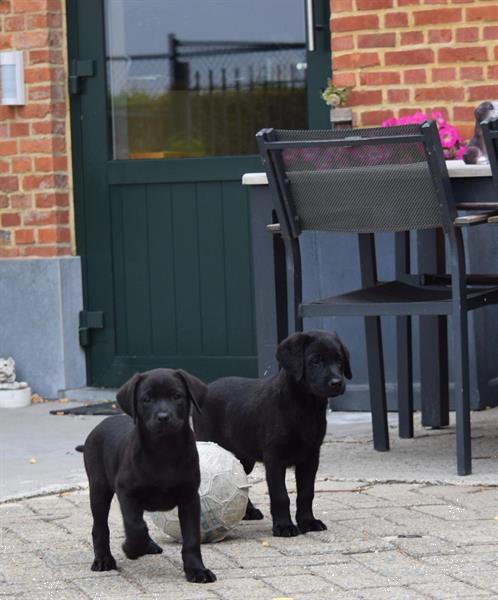 Grote foto labrador retriever pups blond en zwart dieren en toebehoren retrievers spani ls en waterhonden
