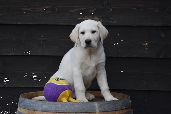 Grote foto labrador retriever pups blond en zwart dieren en toebehoren retrievers spani ls en waterhonden