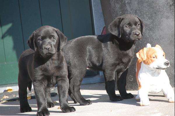 Grote foto labrador retriever pups blond en zwart dieren en toebehoren retrievers spani ls en waterhonden