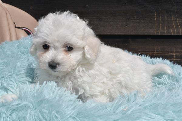 Grote foto maltezer pups mooi behaard kleinbblijvend dieren en toebehoren chihuahua en gezelschapshonden