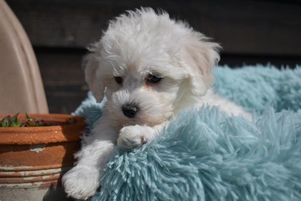 Grote foto maltezer pups mooi behaard kleinbblijvend dieren en toebehoren chihuahua en gezelschapshonden