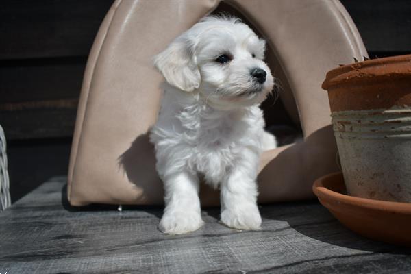 Grote foto maltezer pups mooi behaard kleinbblijvend dieren en toebehoren chihuahua en gezelschapshonden