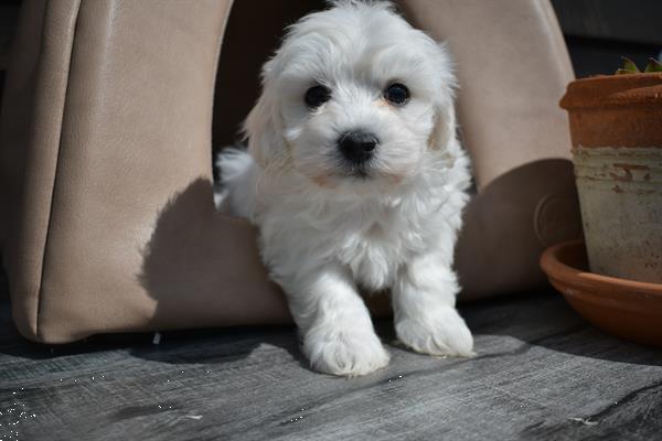 Grote foto maltezer pups mooi behaard kleinbblijvend dieren en toebehoren chihuahua en gezelschapshonden