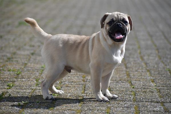 Grote foto mopshound pups mooie keuze dieren en toebehoren bulldogs pinschers en molossers