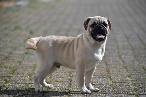Grote foto mopshound pups mooie keuze dieren en toebehoren bulldogs pinschers en molossers