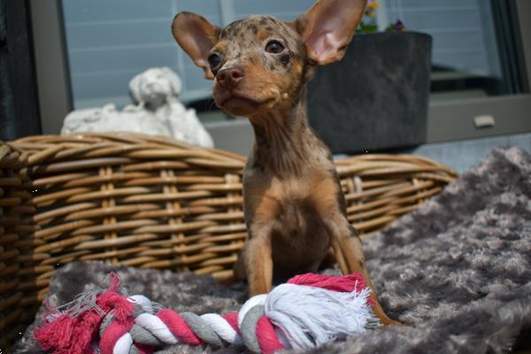 Grote foto pincher mini dwerg dieren en toebehoren herdershonden en veedrijvers