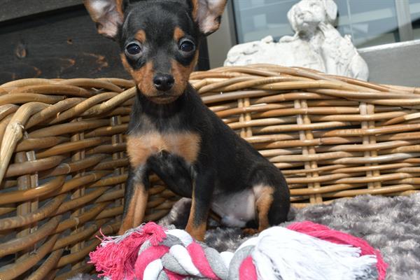 Grote foto pincher mini dwerg dieren en toebehoren herdershonden en veedrijvers