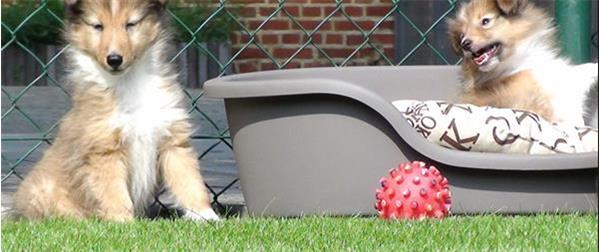 Grote foto schotse collie lassie pups uit dieren en toebehoren herdershonden en veedrijvers