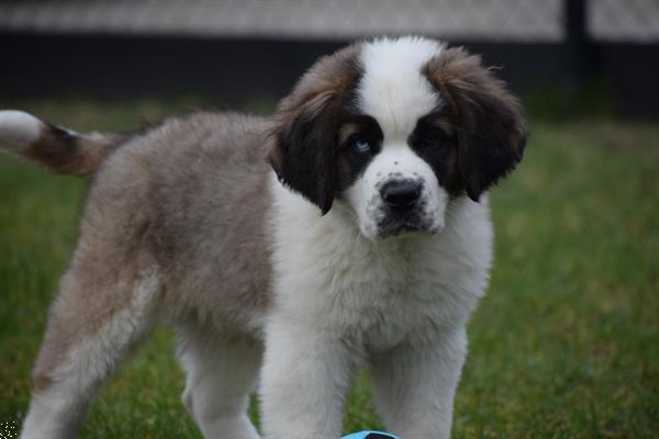 Grote foto sint bernard pups langharig dieren en toebehoren bulldogs pinschers en molossers