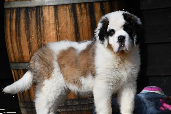 Grote foto sint bernard pups langharig dieren en toebehoren bulldogs pinschers en molossers