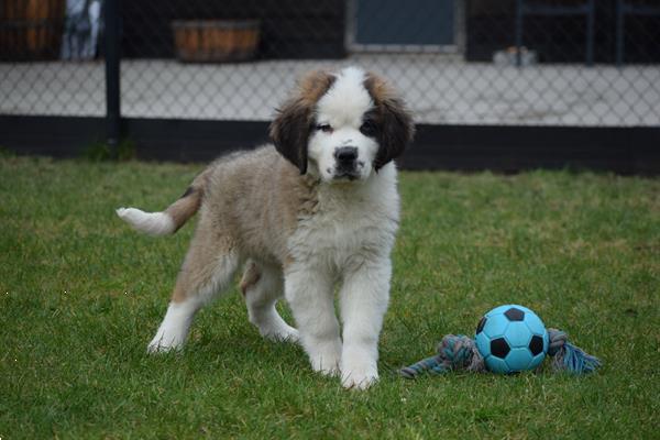 Grote foto sint bernard pups langharig dieren en toebehoren bulldogs pinschers en molossers