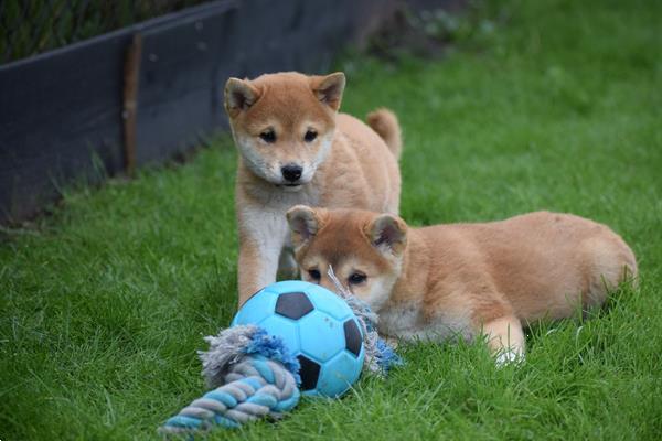 Grote foto shiba inu pups uit nest te kiezen dieren en toebehoren poolhonden keeshonden en oertypen