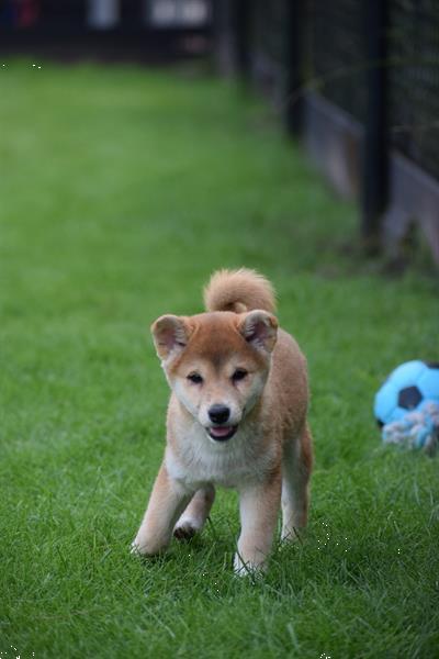 Grote foto shiba inu pups uit nest te kiezen dieren en toebehoren poolhonden keeshonden en oertypen