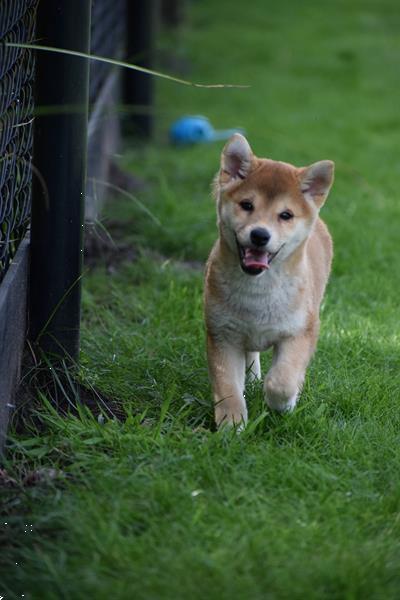 Grote foto shiba inu pups uit nest te kiezen dieren en toebehoren poolhonden keeshonden en oertypen