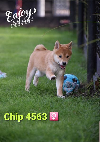 Grote foto shiba inu pups uit nest te kiezen dieren en toebehoren poolhonden keeshonden en oertypen