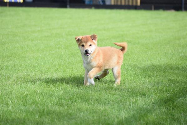 Grote foto shiba inu pups uit nest te kiezen dieren en toebehoren poolhonden keeshonden en oertypen