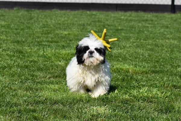 Grote foto shih tzu pups mooie dieren en toebehoren chihuahua en gezelschapshonden