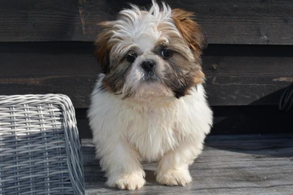 Grote foto shih tzu pups mooie dieren en toebehoren chihuahua en gezelschapshonden