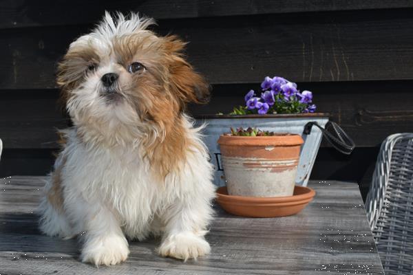 Grote foto shih tzu pups mooie dieren en toebehoren chihuahua en gezelschapshonden