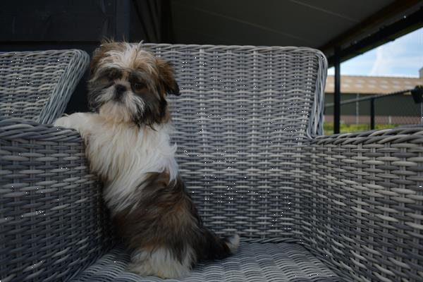 Grote foto shih tzu pups mooie dieren en toebehoren chihuahua en gezelschapshonden