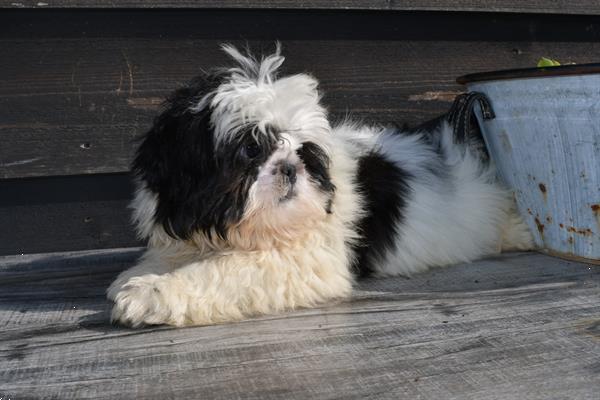 Grote foto shih tzu pups mooie dieren en toebehoren chihuahua en gezelschapshonden