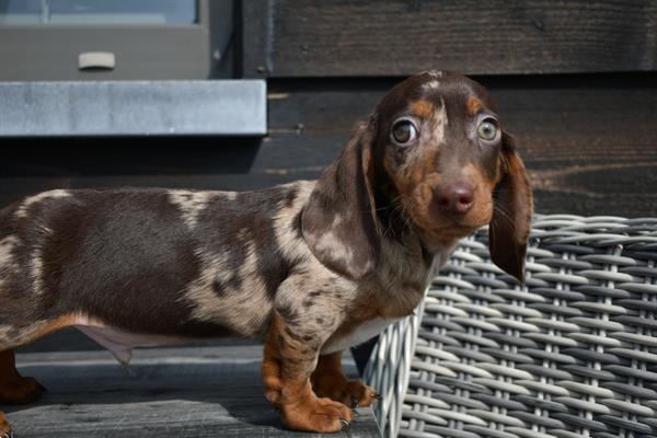 Grote foto teckel kaninche dwerg korthaar dieren en toebehoren teckels en dashonden