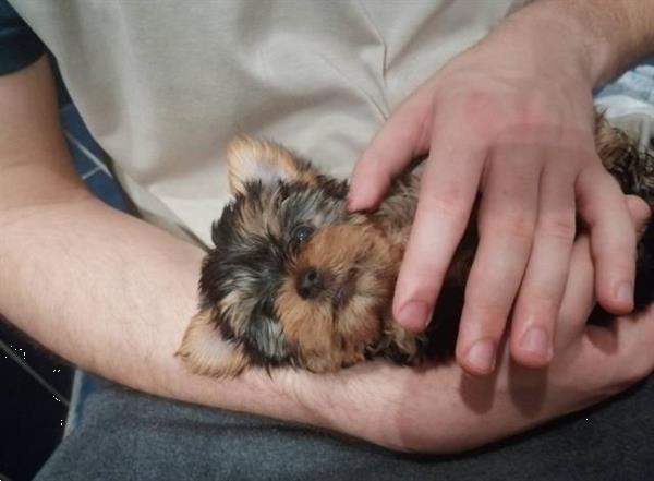 Grote foto york shire terrier pups dieren en toebehoren jack russells en terri rs