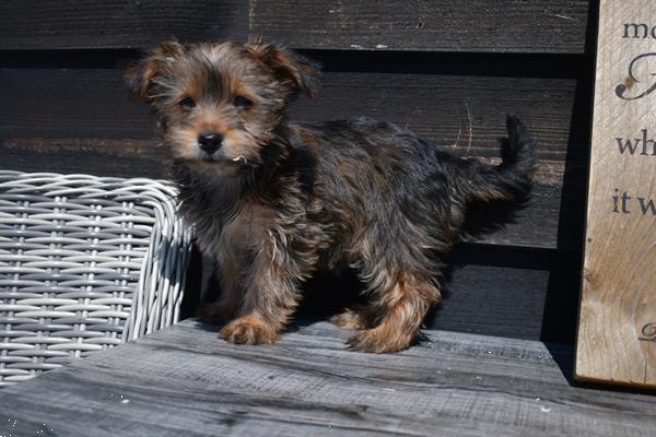 Grote foto york shire terrier pups dieren en toebehoren jack russells en terri rs