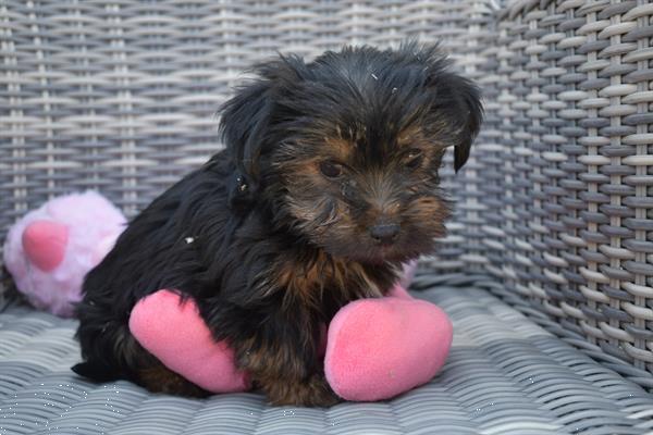 Grote foto york shire terrier pups dieren en toebehoren jack russells en terri rs