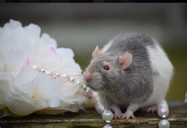 Grote foto rattery knabbelhoek tamme ratjes dieren en toebehoren knaagdieren