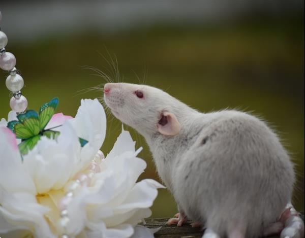 Grote foto rattery knabbelhoek tamme ratjes dieren en toebehoren knaagdieren