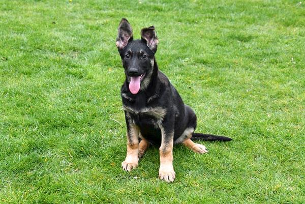 Duitse Herder Pups te Koop Kopen | Herdershonden en Veedrijvers
