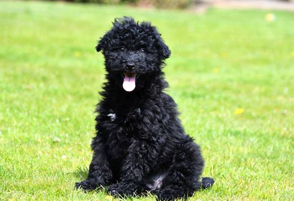 Grote foto maltipoo pups te koop dieren en toebehoren niet rashonden