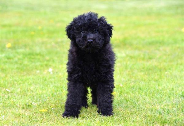 Grote foto maltipoo pups te koop dieren en toebehoren niet rashonden