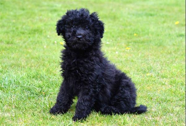 Grote foto maltipoo pups te koop dieren en toebehoren niet rashonden