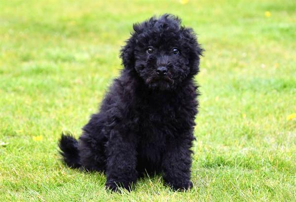 Grote foto maltipoo pups te koop dieren en toebehoren niet rashonden