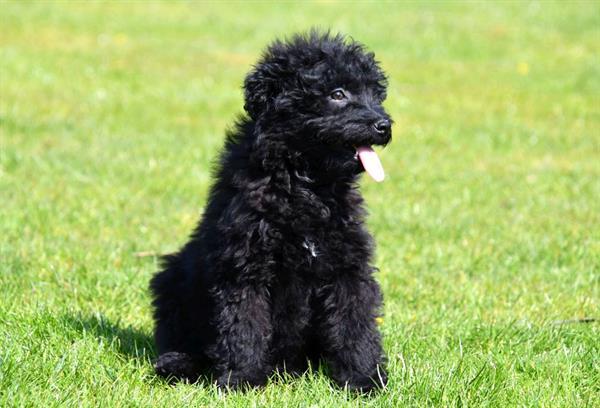 Grote foto maltipoo pups te koop dieren en toebehoren niet rashonden