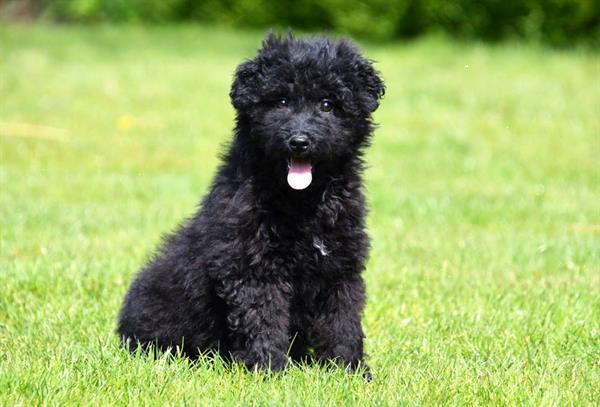 Grote foto maltipoo pups te koop dieren en toebehoren niet rashonden