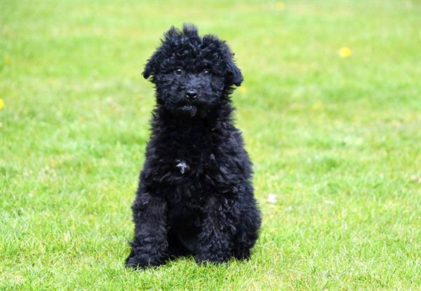 Grote foto maltipoo pups te koop dieren en toebehoren niet rashonden