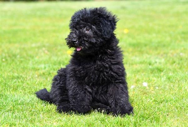 Grote foto maltipoo pups te koop dieren en toebehoren niet rashonden