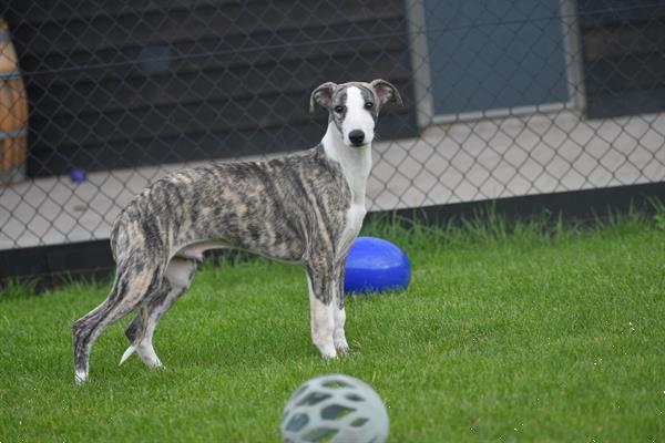 Grote foto whippet pups uit nest te kiezen dieren en toebehoren windhonden