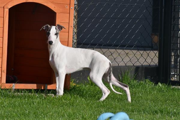 Grote foto whippet pups uit nest te kiezen dieren en toebehoren windhonden