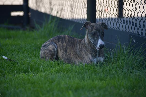 Grote foto whippet pups uit nest te kiezen dieren en toebehoren windhonden