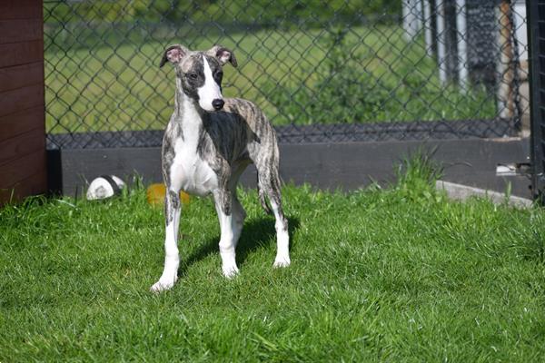 Grote foto whippet pups uit nest te kiezen dieren en toebehoren windhonden