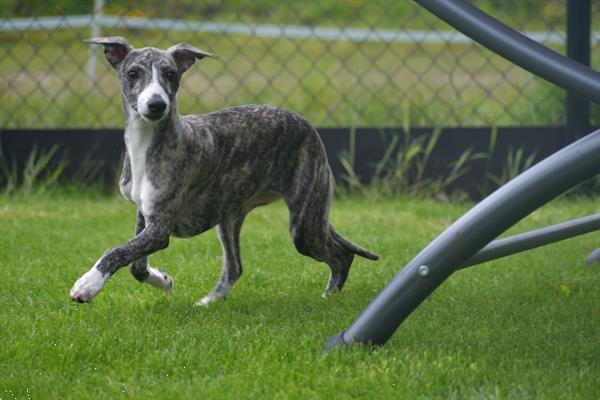 Grote foto whippet pups uit nest te kiezen dieren en toebehoren windhonden