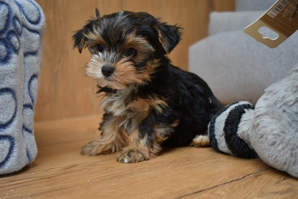 Grote foto yorkshire terrier pups mooi klein blijvend dieren en toebehoren jack russells en terri rs