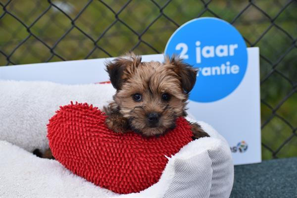 Grote foto yorkshire terrier pups mooi klein blijvend dieren en toebehoren jack russells en terri rs