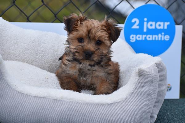 Grote foto yorkshire terrier pups mooi klein blijvend dieren en toebehoren jack russells en terri rs