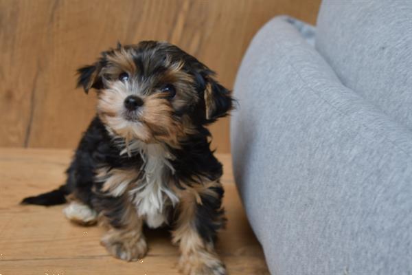 Grote foto yorkshire terrier pups mooi klein blijvend dieren en toebehoren jack russells en terri rs