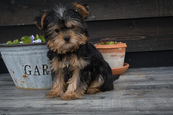 Grote foto yorkshire terrier pups mooi klein blijvend dieren en toebehoren jack russells en terri rs